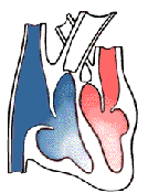 heart-blood-vessels-valves-step1