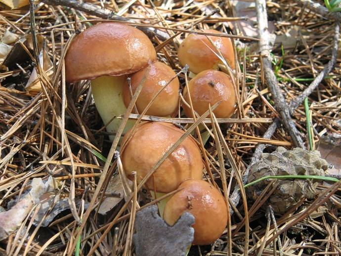 К наиболее распространённым и популярным у грибников губчатым или трубчатым видам съедобных грибов принято относить маслята
