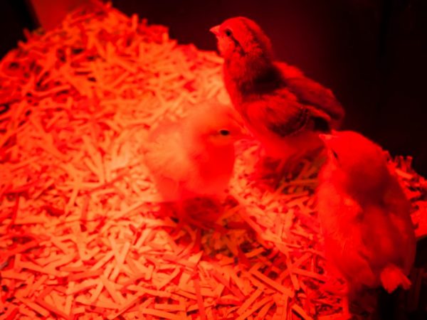 Благодаря инфракрасному обогревателю улучшается аппетит у птиц, они быстро растут и повышается сопротивляемость организма к инфекциям