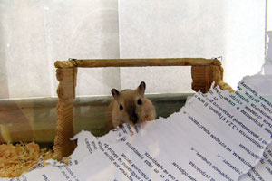 Мышь грызет бумагу
